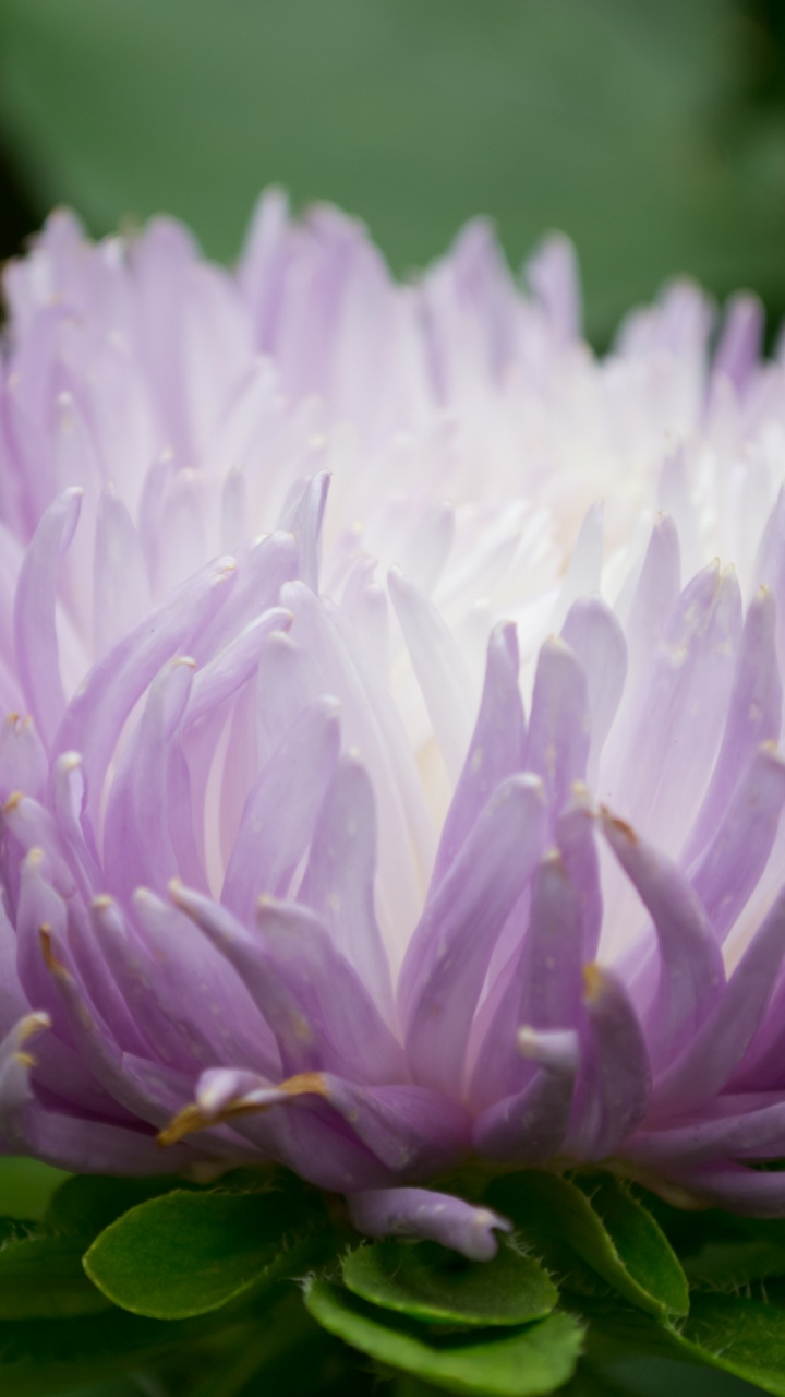 Aster, 紫色的, Transvaal菊花, 野花, 年度工厂 壁纸 720x1280 允许