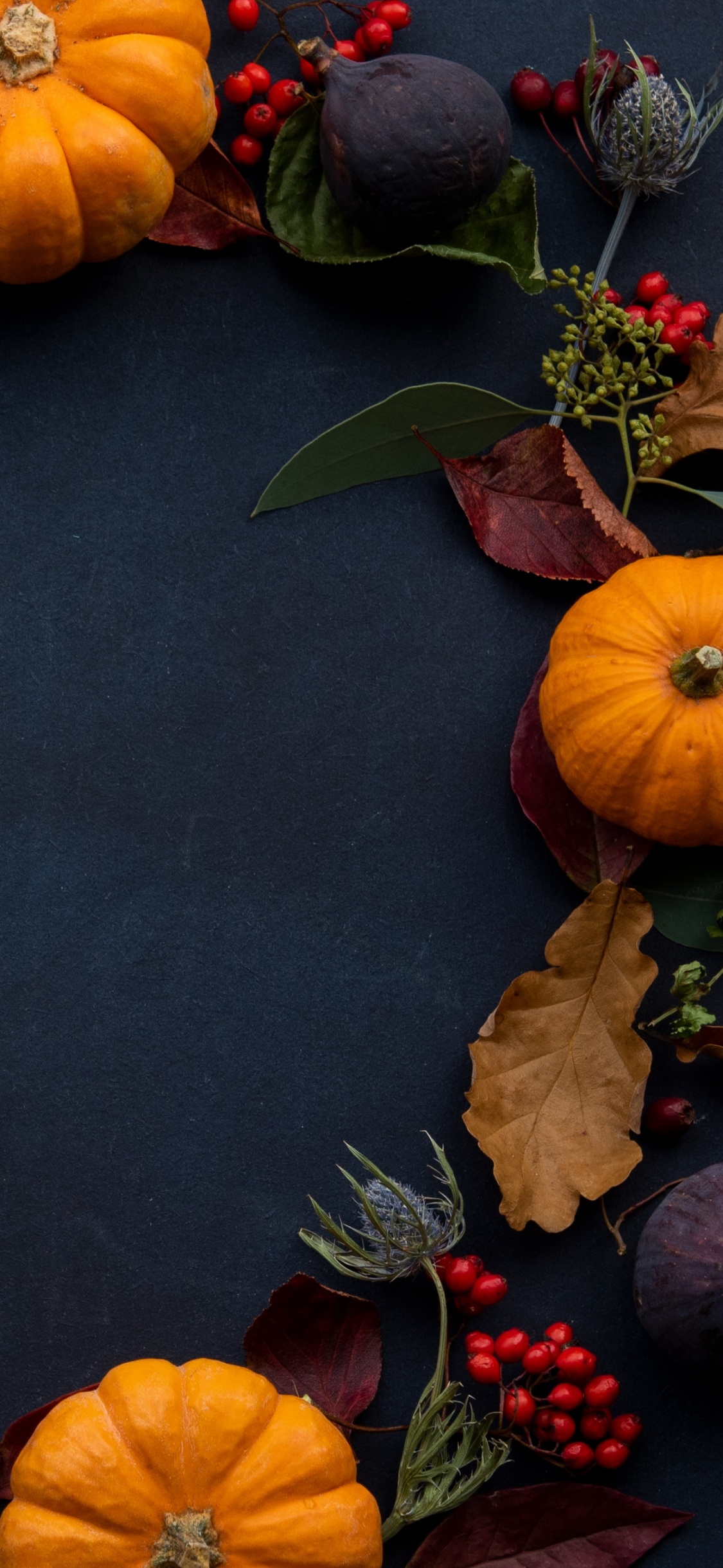 Thanksgiving, Feldkürbis, Squash, Blatt, Calabaza. Wallpaper in 1125x2436 Resolution