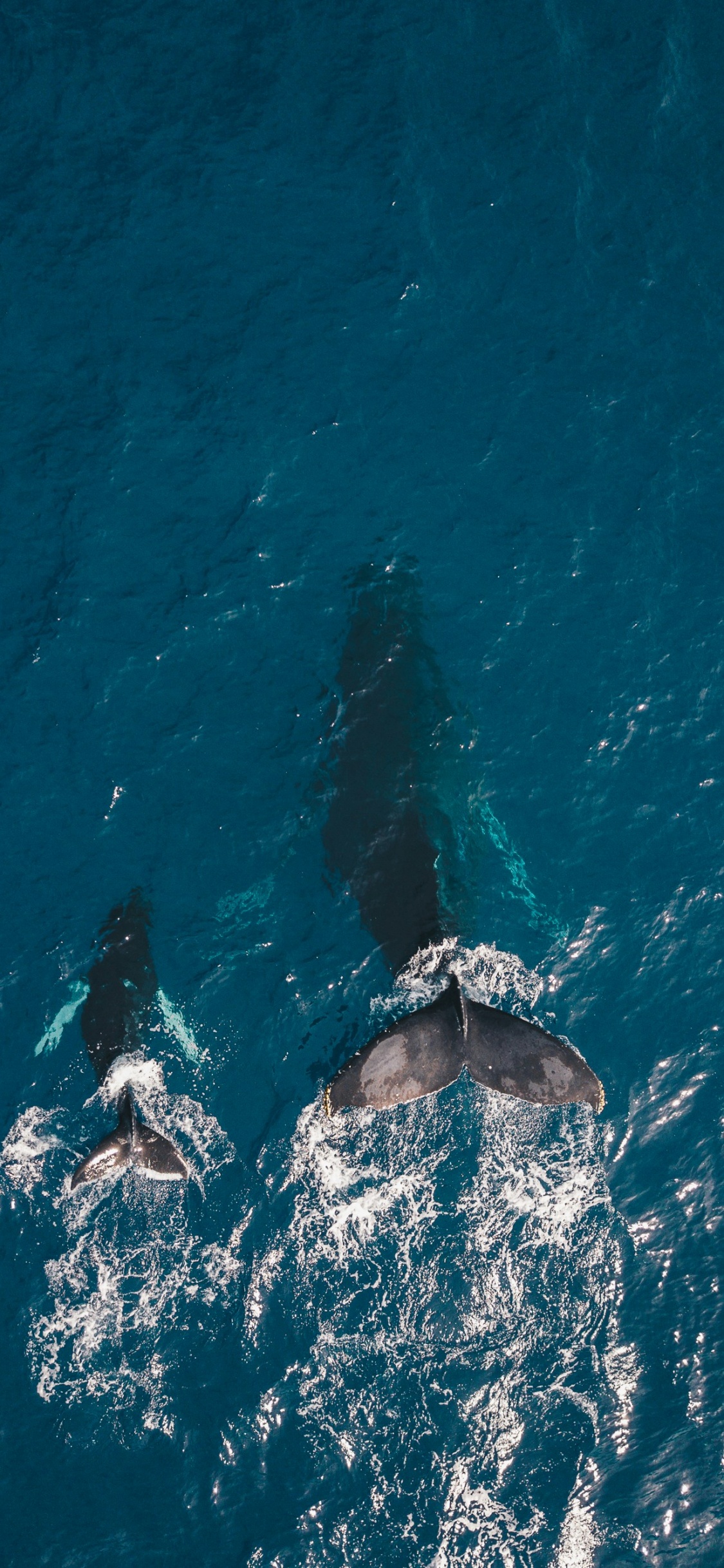 Baleines Océaniques, Mer, Baleine, Observation Des Baleines, Dauphin Spinner. Wallpaper in 1125x2436 Resolution