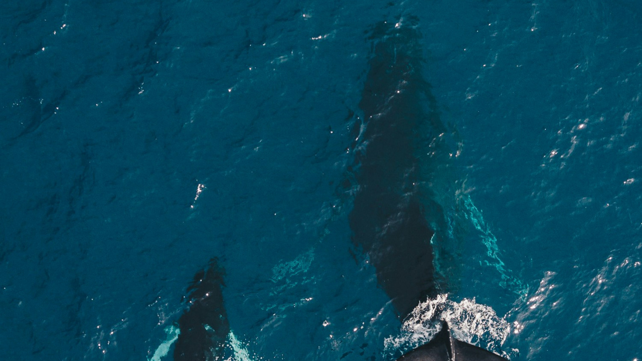 Ballenas Oceánicas, Mar, Ballena, Avistamiento de Ballenas, Dolphin. Wallpaper in 1280x720 Resolution