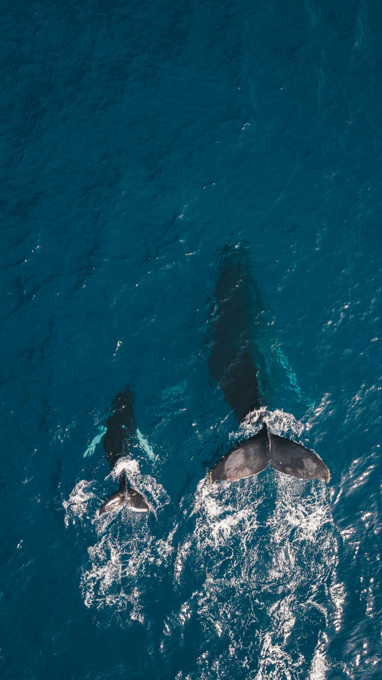 ocean whales, sea, whale, whale watching, dolphin