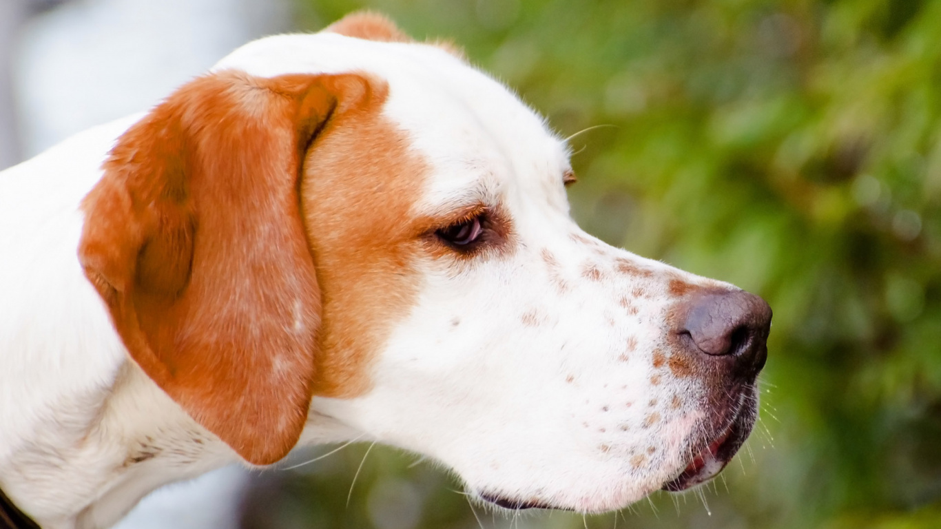White and Brown Short Coated Dog. Wallpaper in 1366x768 Resolution