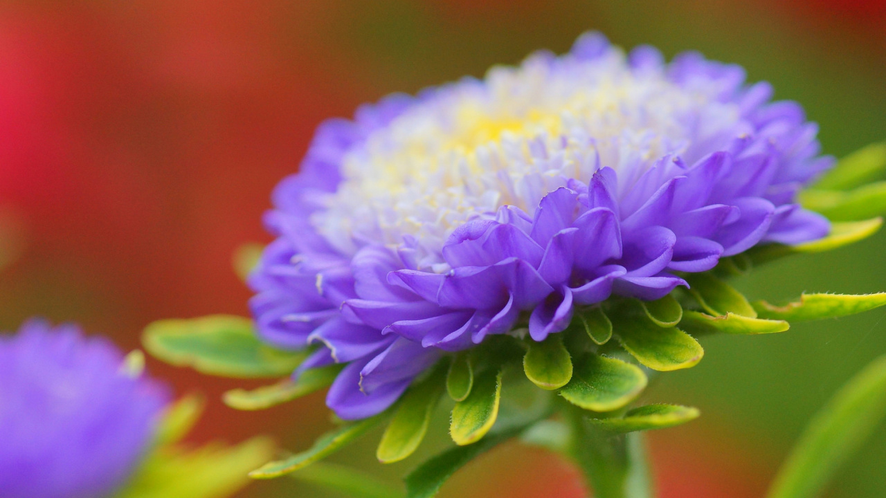 Lila Blume in Makroaufnahme. Wallpaper in 1280x720 Resolution