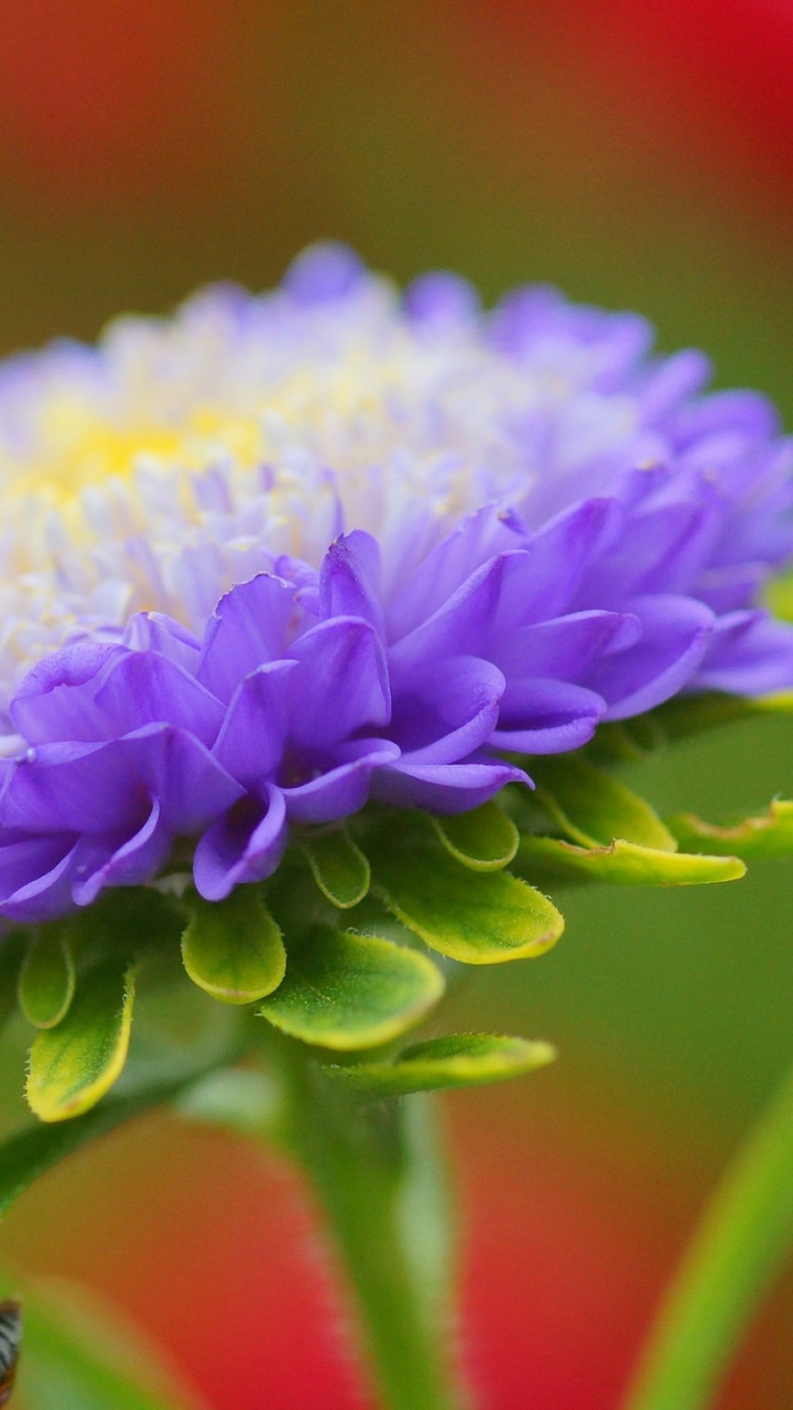 Aster, Bud, 紫色的, 野花, 花粉 壁纸 720x1280 允许