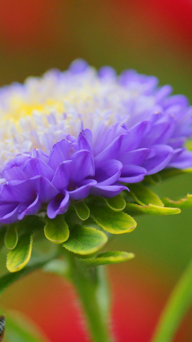 Purple Flower in Macro Shot. Wallpaper in 750x1334 Resolution