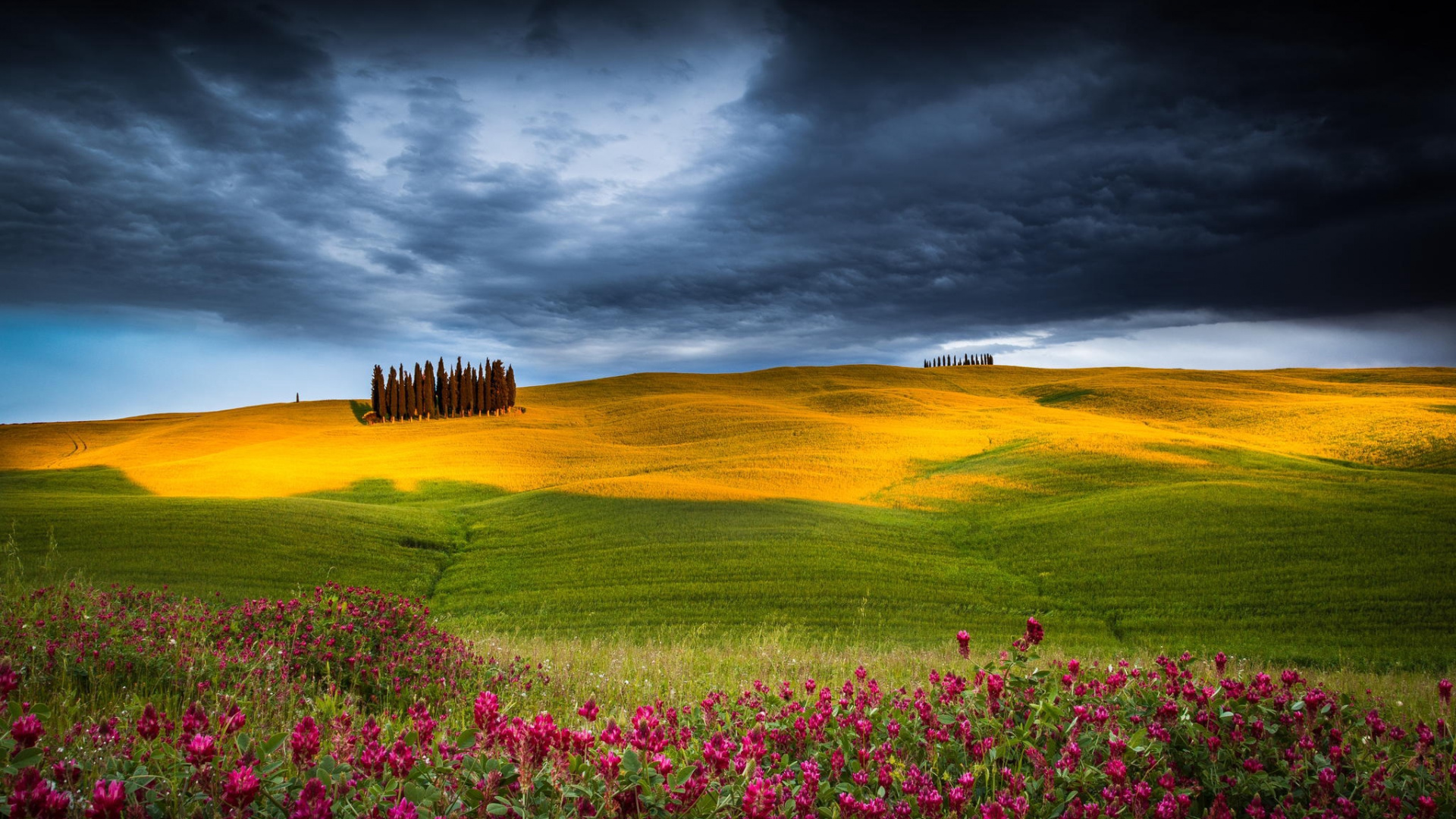 Purple Flower Field Under Cloudy Sky During Daytime. Wallpaper in 1920x1080 Resolution