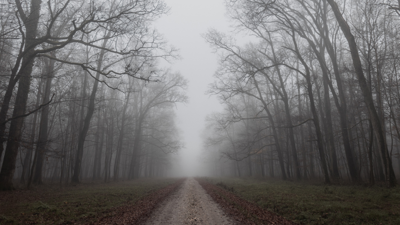 Mist, Morning, Autumn, Fog, Sky. Wallpaper in 1280x720 Resolution