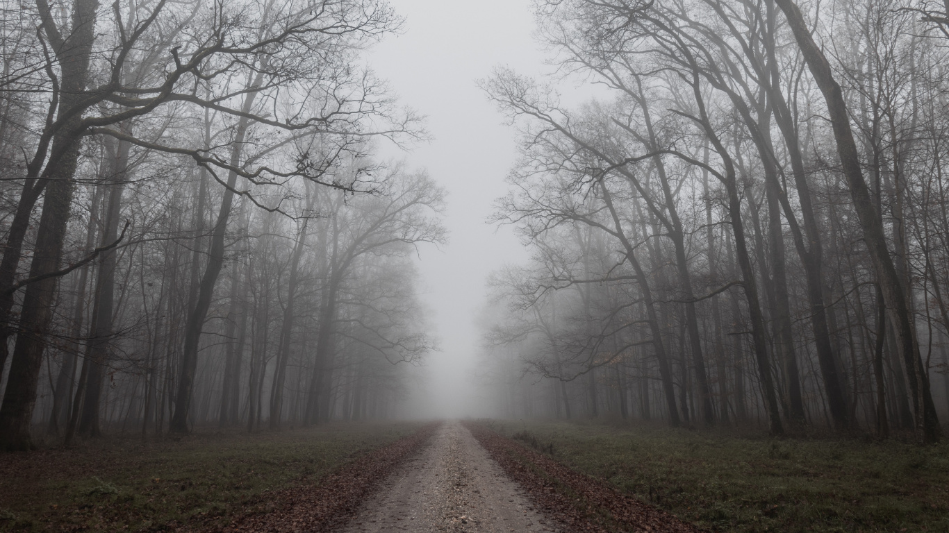 Mist, Morning, Autumn, Fog, Sky. Wallpaper in 1366x768 Resolution