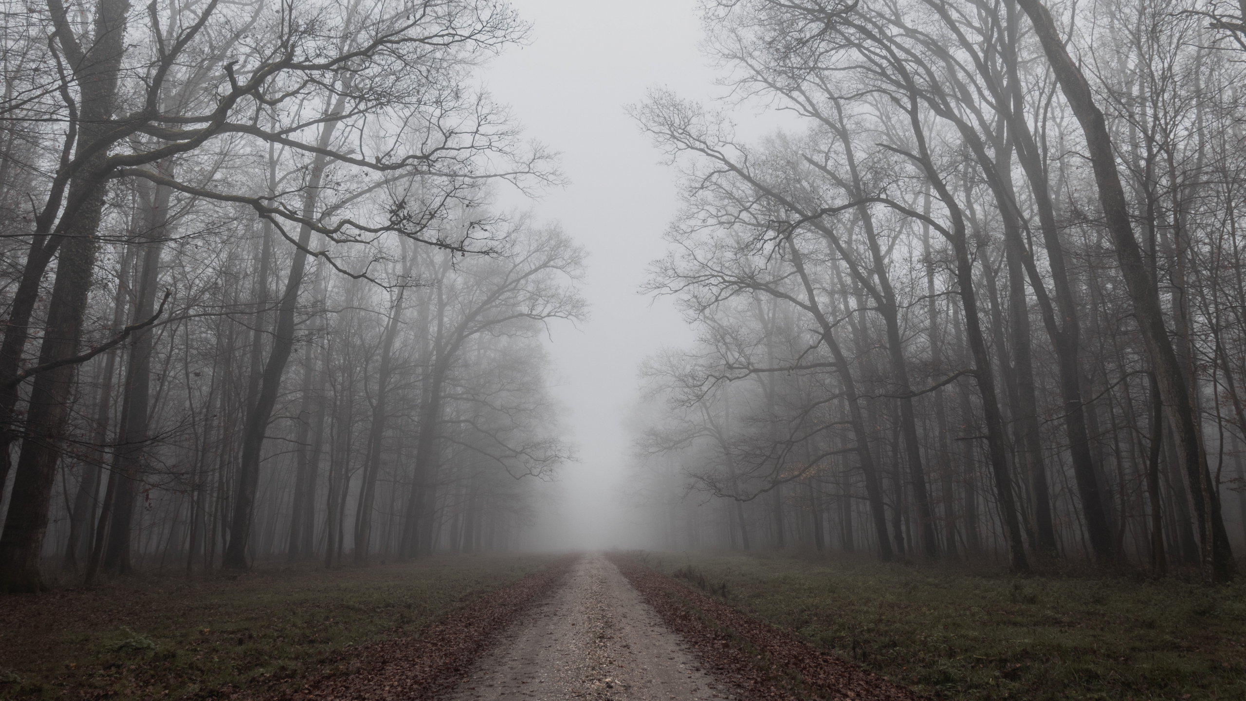 Mist, Morning, Autumn, Fog, Sky. Wallpaper in 2560x1440 Resolution