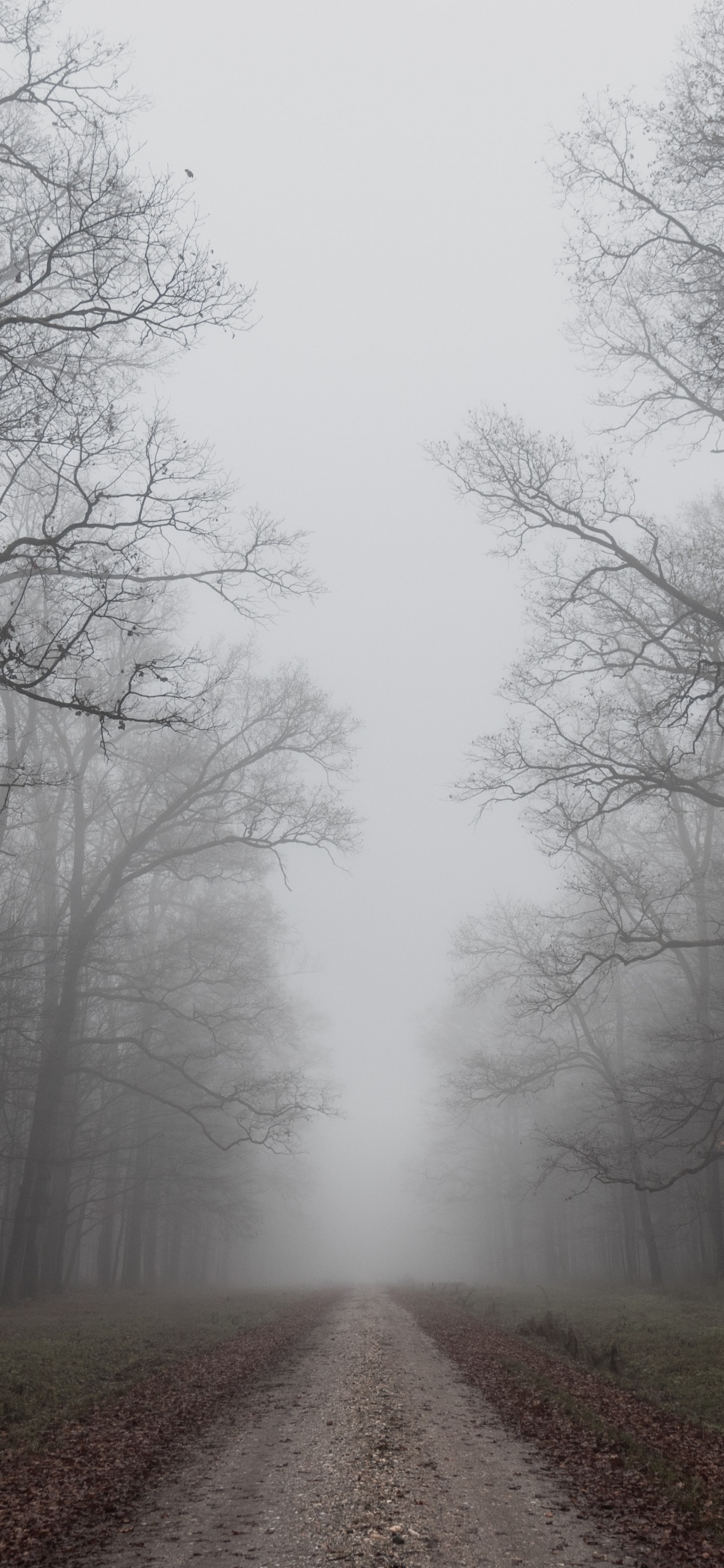 早上, 雾, 天空, 自然景观, 自然环境 壁纸 1242x2688 允许