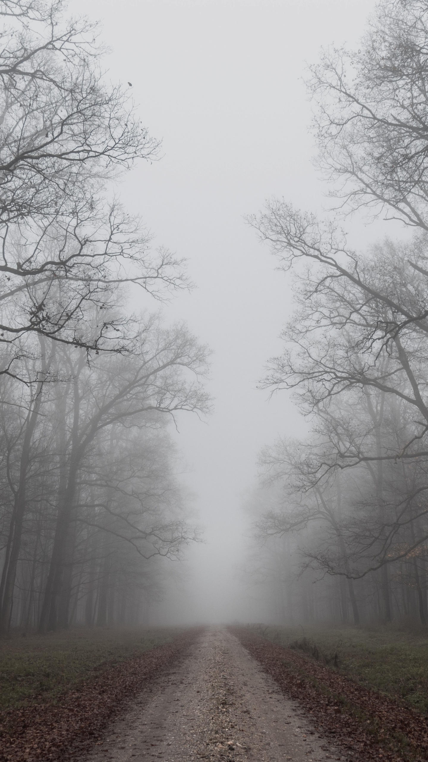 早上, 雾, 天空, 自然景观, 自然环境 壁纸 1440x2560 允许