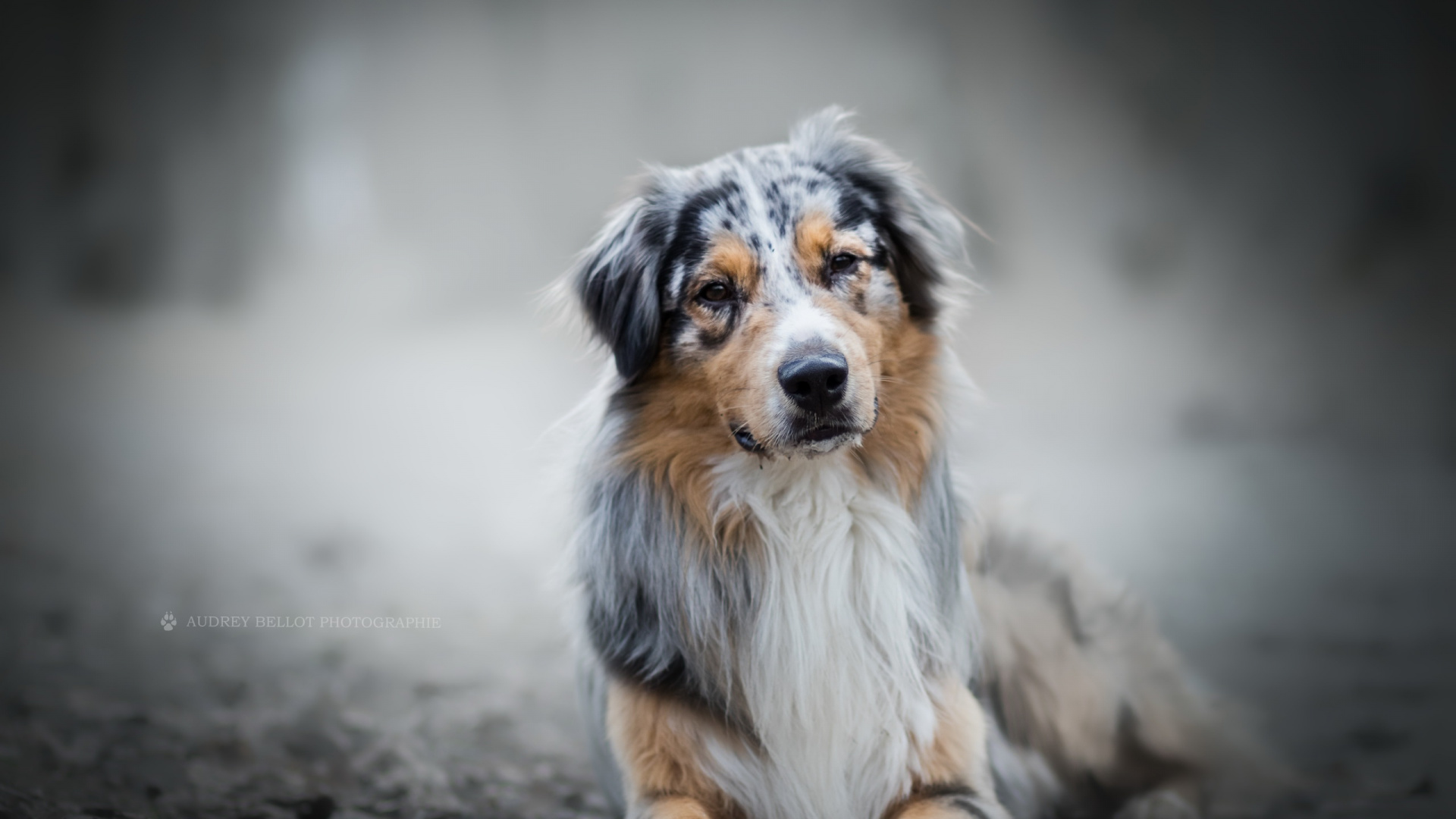 White Brown and Black Long Coated Dog Sitting on Gray Sand During Daytime. Wallpaper in 1920x1080 Resolution