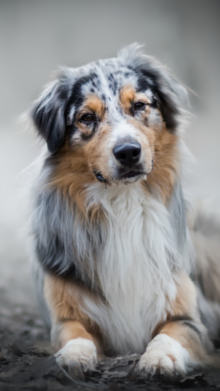 White Brown and Black Long Coated Dog Sitting on Gray Sand During Daytime. Wallpaper in 750x1334 Resolution