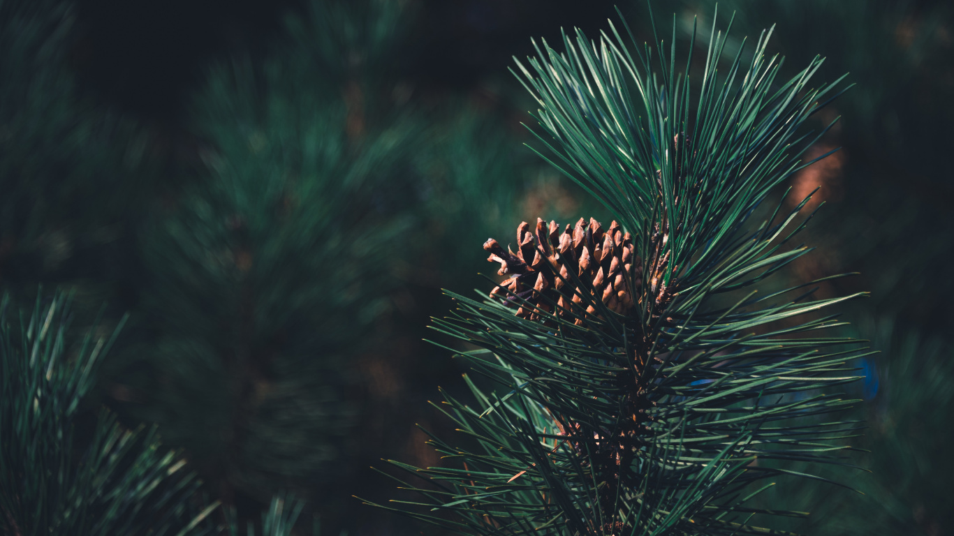 Columbian Fichte, Balsam-Tanne, Sugar Pine, Rote Kiefer, Gelb Tanne. Wallpaper in 1366x768 Resolution