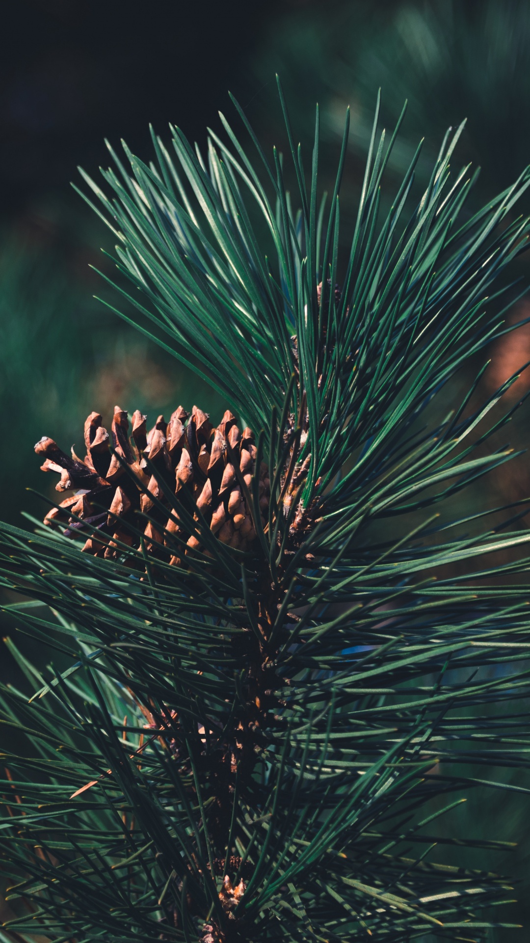 Pine, Columbian Spruce, Balsam Fir, Sugar Pine, Red Pine. Wallpaper in 1080x1920 Resolution