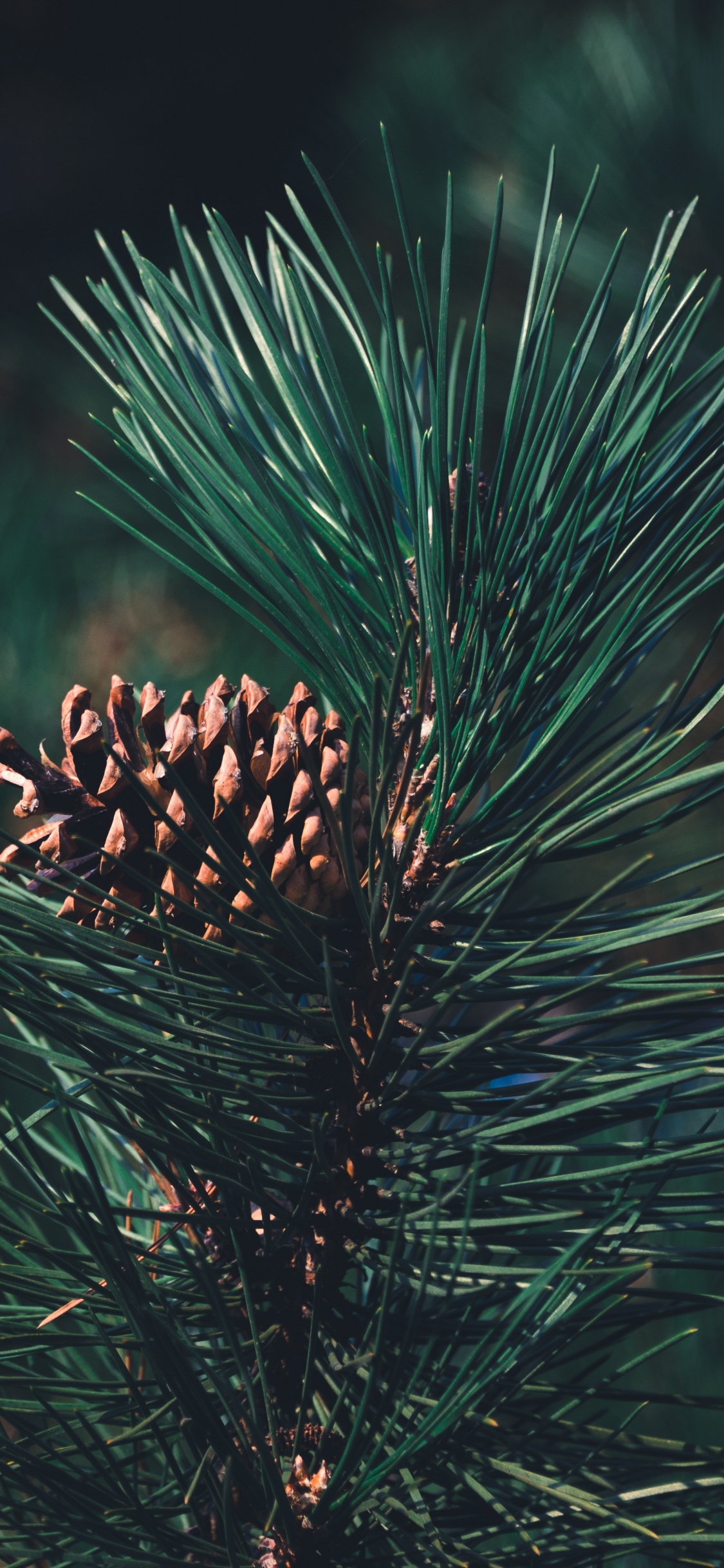 Pine, Columbian Spruce, Balsam Fir, Sugar Pine, Red Pine. Wallpaper in 1125x2436 Resolution
