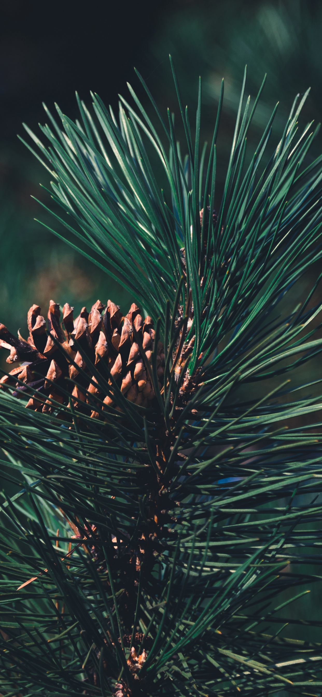 Pine, Columbian Spruce, Balsam Fir, Sugar Pine, Red Pine. Wallpaper in 1242x2688 Resolution