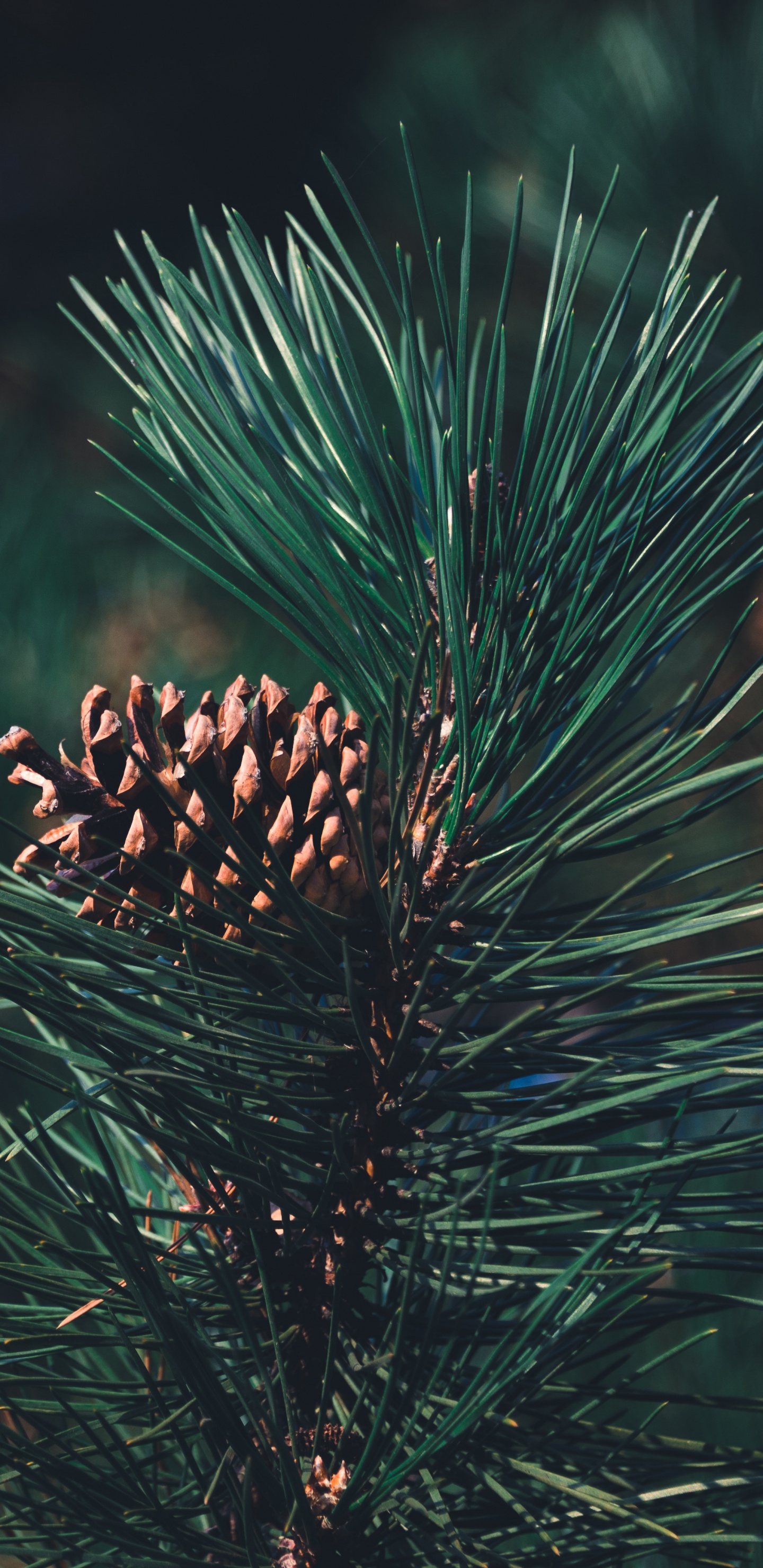 Pine, Columbian Spruce, Balsam Fir, Sugar Pine, Red Pine. Wallpaper in 1440x2960 Resolution
