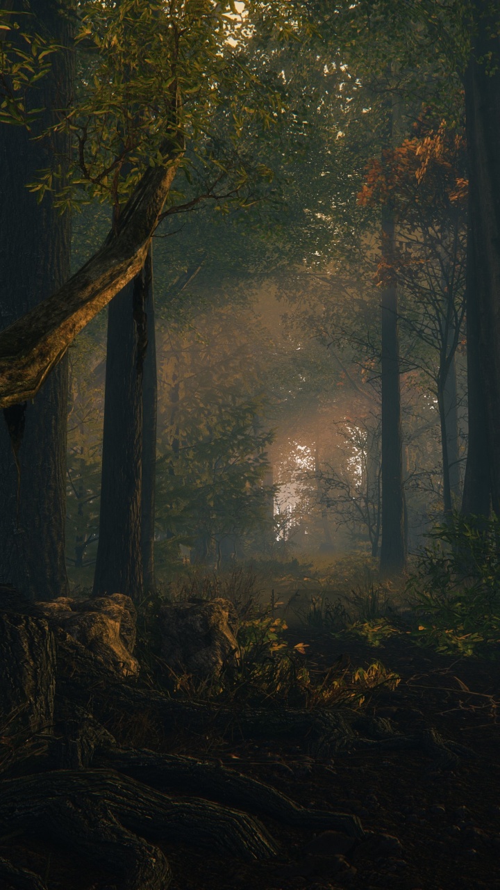 Green Trees on Forest During Daytime. Wallpaper in 720x1280 Resolution