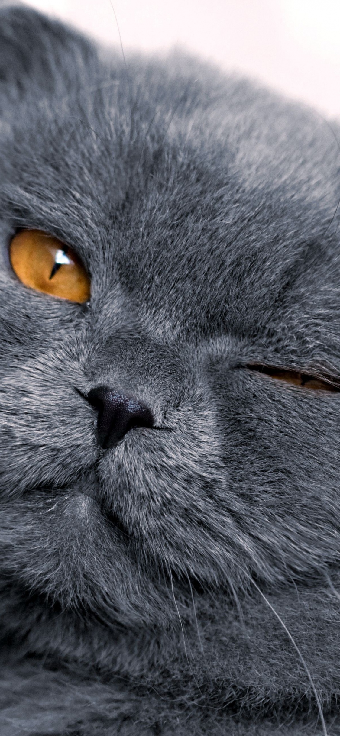 Russische Blaue Katze in Tilt-Shift-Objektiv. Wallpaper in 1125x2436 Resolution