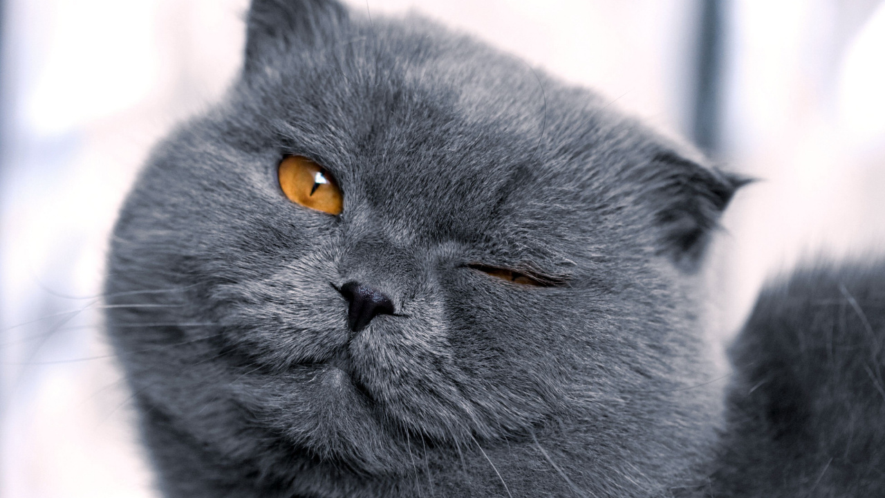 Russische Blaue Katze in Tilt-Shift-Objektiv. Wallpaper in 1280x720 Resolution