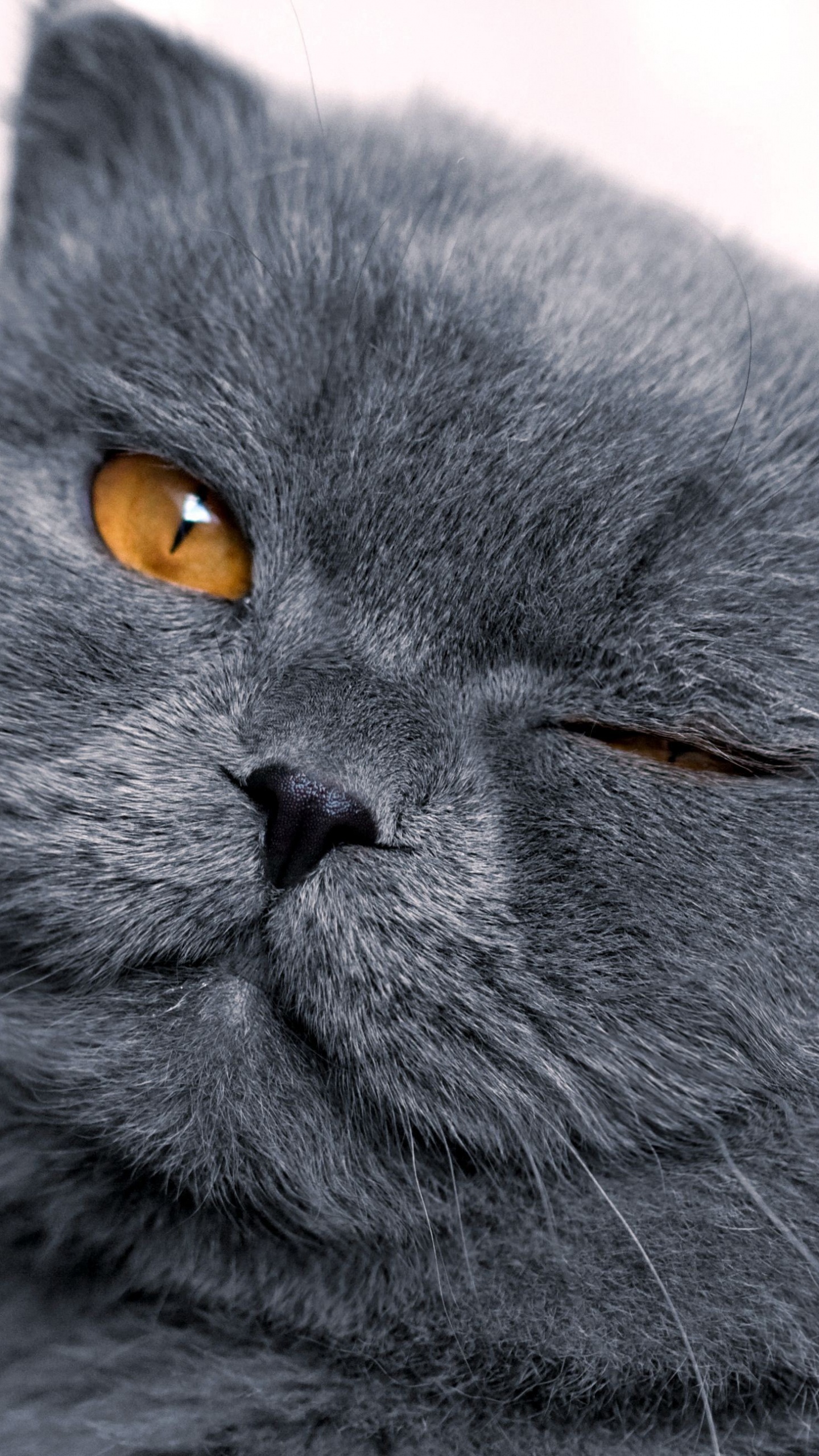 Russische Blaue Katze in Tilt-Shift-Objektiv. Wallpaper in 1440x2560 Resolution