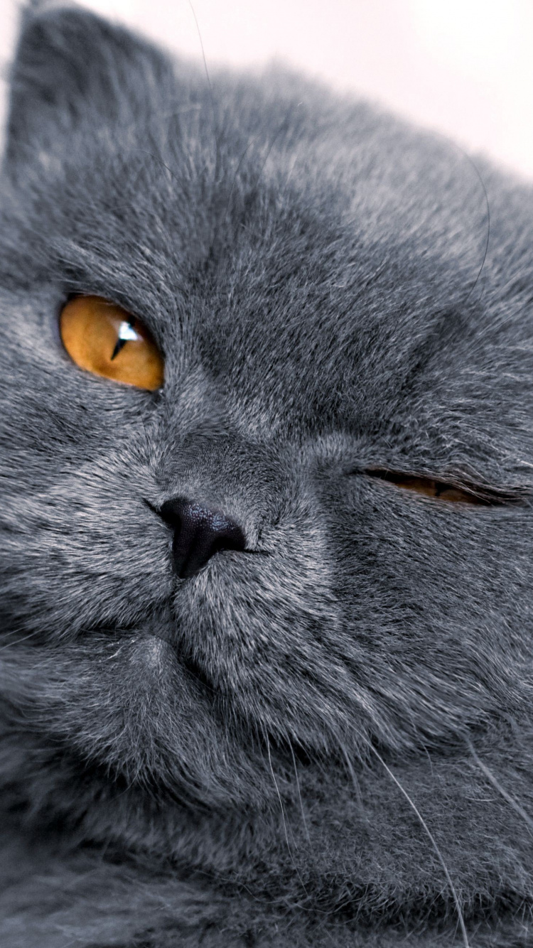 Russian Blue Cat in Tilt Shift Lens. Wallpaper in 750x1334 Resolution