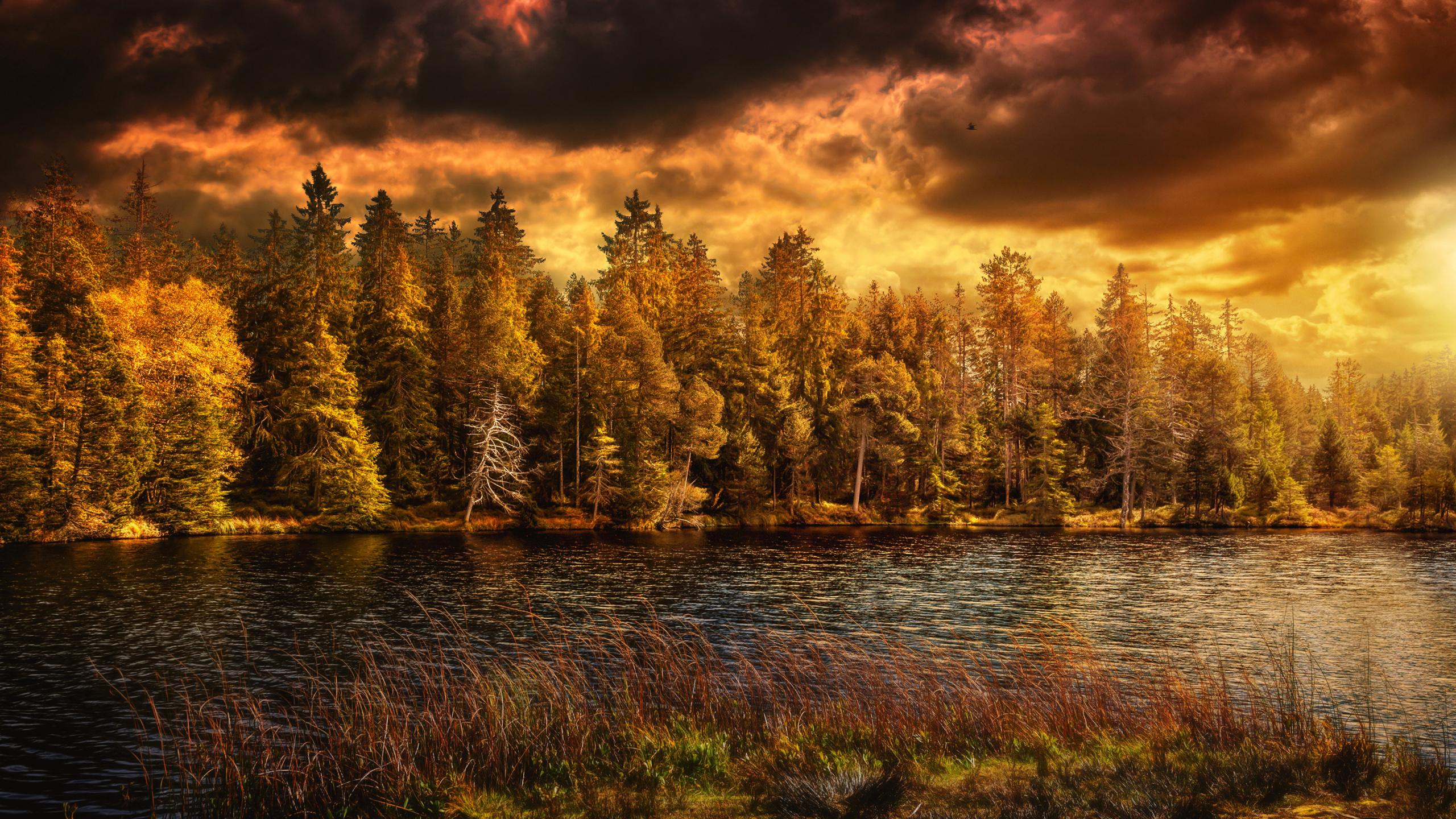 Arbres Verts à Côté de la Rivière Sous un Ciel Nuageux Pendant la Journée. Wallpaper in 2560x1440 Resolution