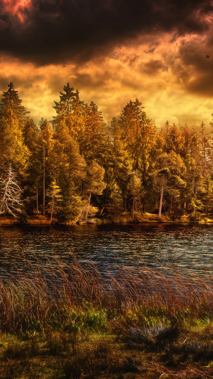 Arbres Verts à Côté de la Rivière Sous un Ciel Nuageux Pendant la Journée. Wallpaper in 720x1280 Resolution