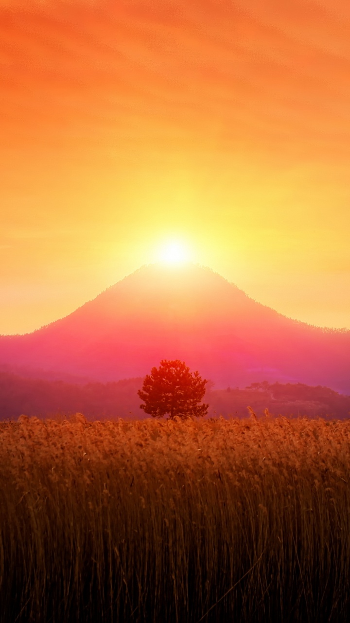 Brown Grass Field During Sunset. Wallpaper in 720x1280 Resolution