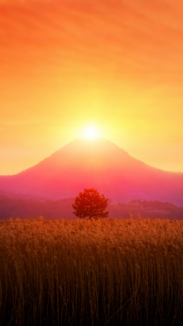 Brown Grass Field During Sunset. Wallpaper in 750x1334 Resolution