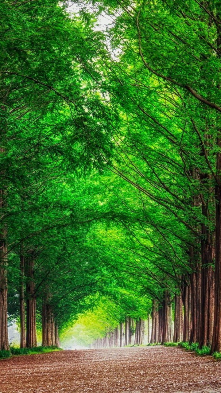 Arbres Verts Sur un Chemin de Terre Brun Pendant la Journée. Wallpaper in 720x1280 Resolution