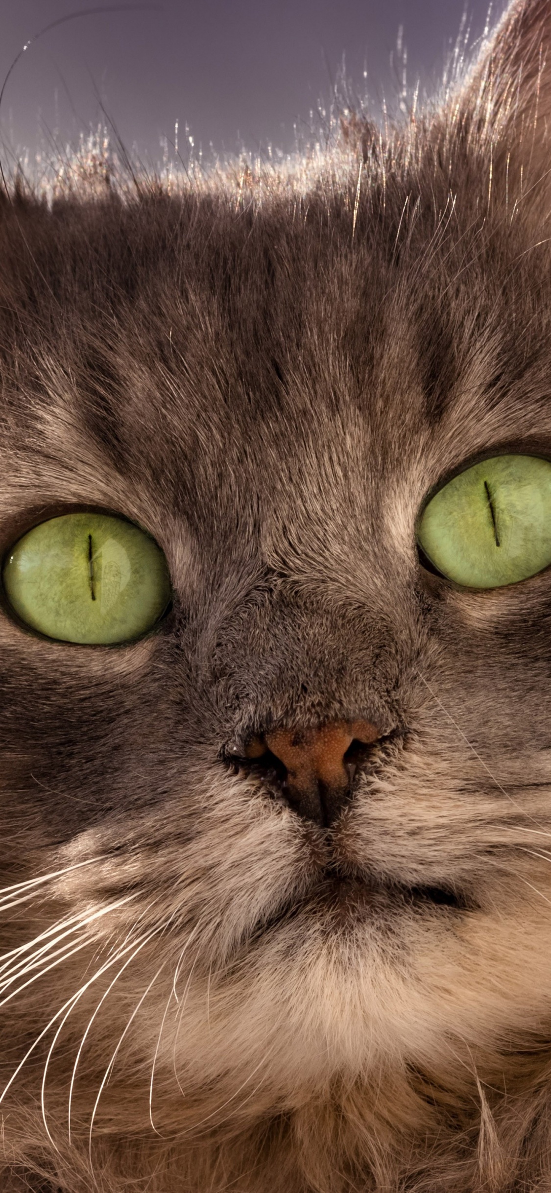 Backenbart, Sibirische Katze, Asian Semi-Langhaar, Ragamuffin, Britische Semi-Langhaar. Wallpaper in 1125x2436 Resolution