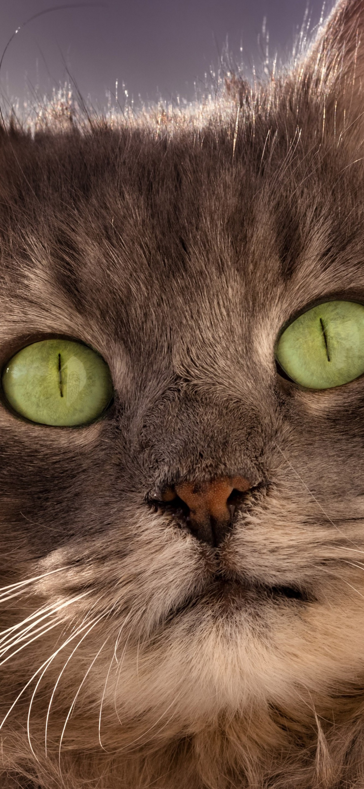 Backenbart, Sibirische Katze, Asian Semi-Langhaar, Ragamuffin, Britische Semi-Langhaar. Wallpaper in 1242x2688 Resolution