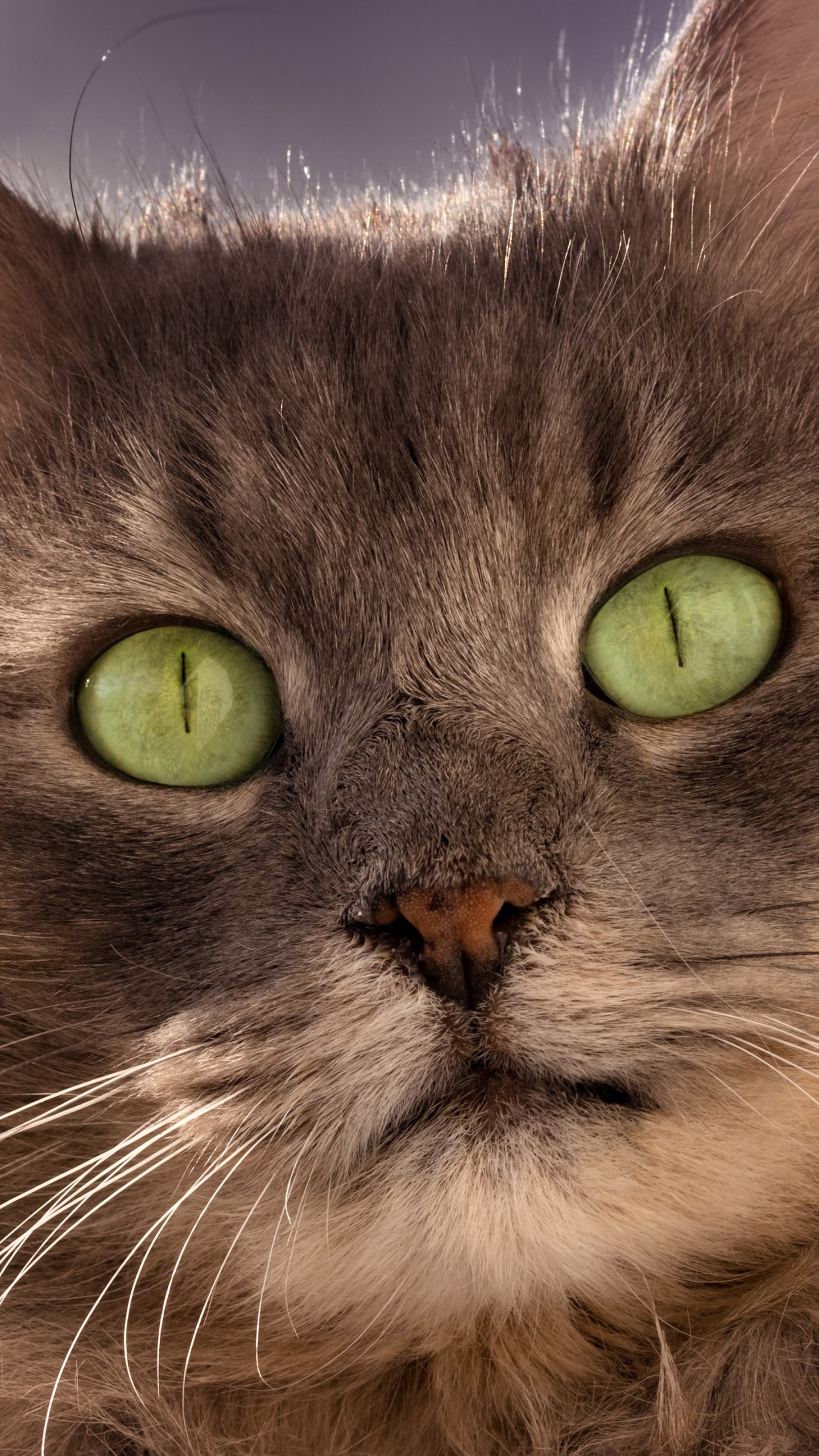 Backenbart, Sibirische Katze, Asian Semi-Langhaar, Ragamuffin, Britische Semi-Langhaar. Wallpaper in 1440x2560 Resolution