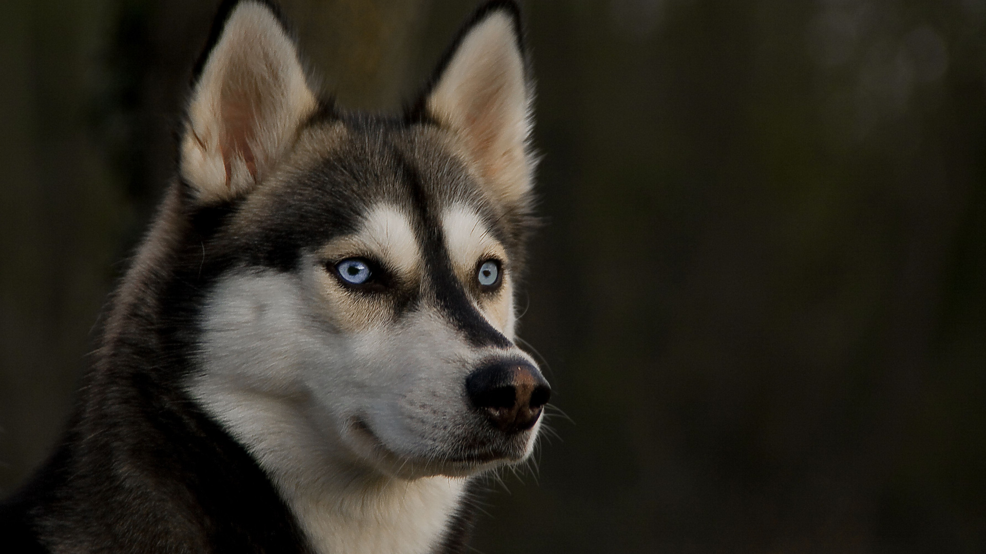 Black and White Siberian Husky. Wallpaper in 1920x1080 Resolution
