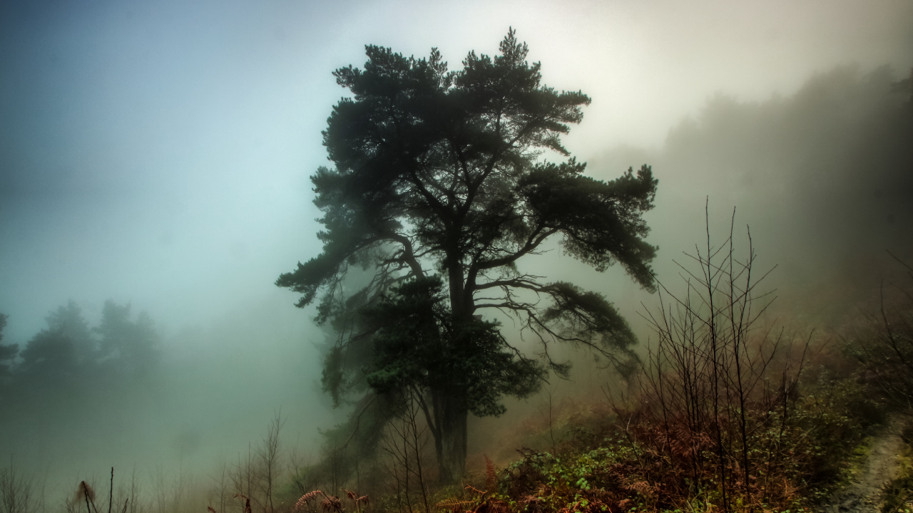 Arbres Verts Sur Terrain D'herbe Verte. Wallpaper in 1280x720 Resolution