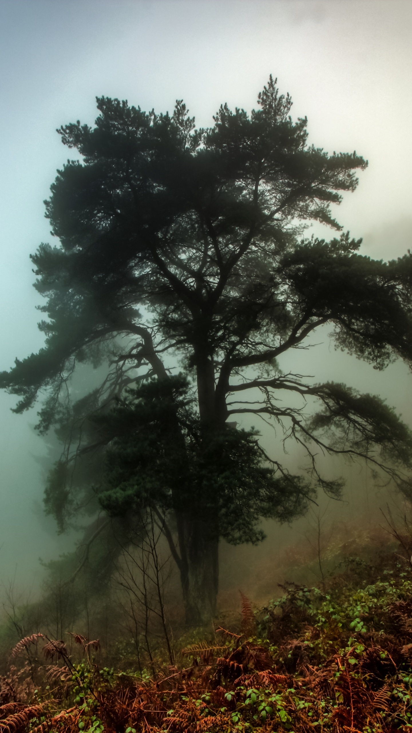 Arbres Verts Sur Terrain D'herbe Verte. Wallpaper in 1440x2560 Resolution