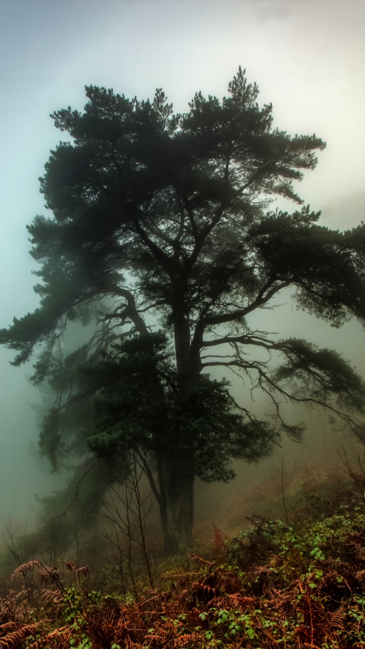 Arbres Verts Sur Terrain D'herbe Verte. Wallpaper in 720x1280 Resolution