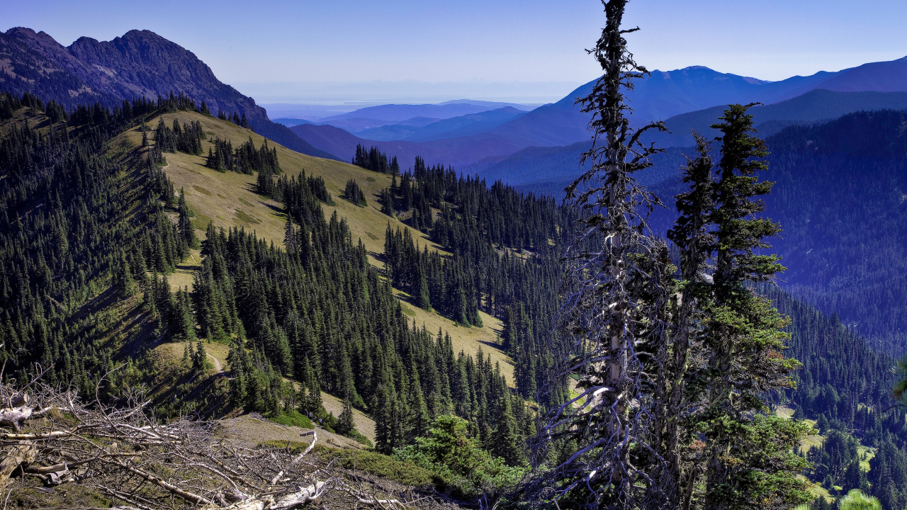 Green Pine Trees on Mountain During Daytime. Wallpaper in 1280x720 Resolution