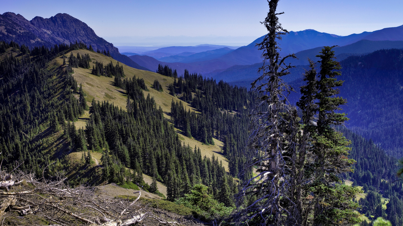 Green Pine Trees on Mountain During Daytime. Wallpaper in 1366x768 Resolution