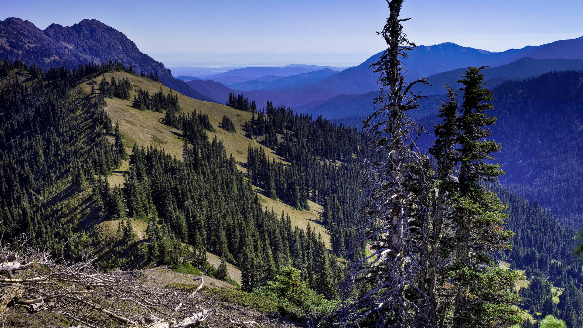 Green Pine Trees on Mountain During Daytime. Wallpaper in 1920x1080 Resolution