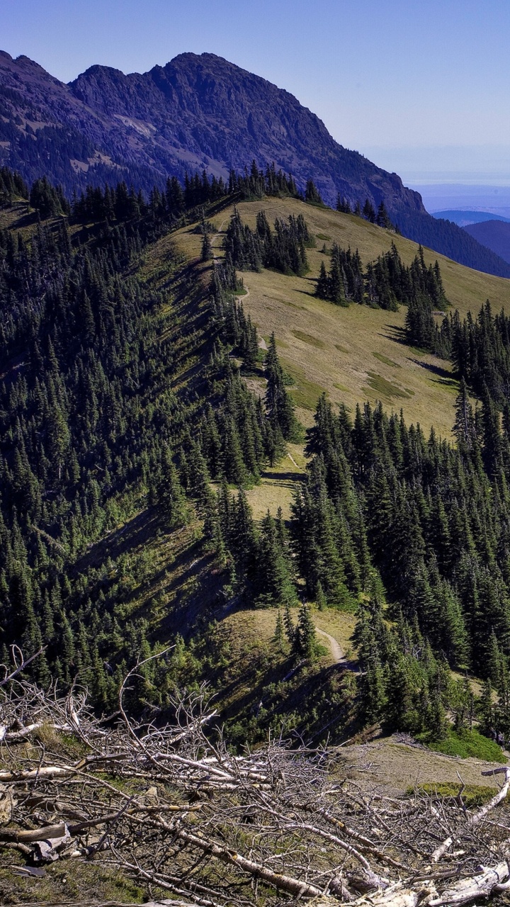 Green Pine Trees on Mountain During Daytime. Wallpaper in 720x1280 Resolution