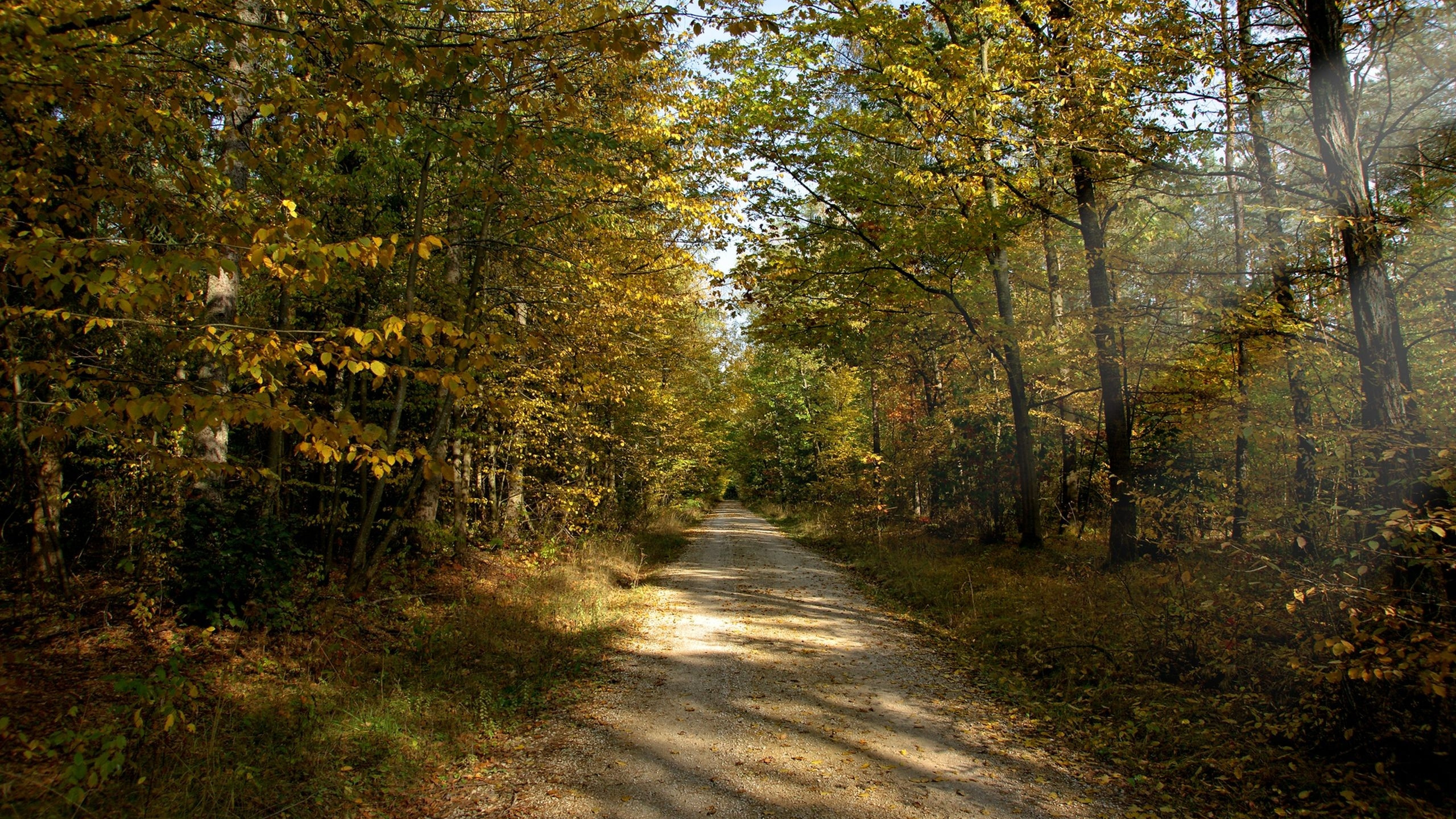 Gray Concrete Road Between Green Trees During Daytime. Wallpaper in 2560x1440 Resolution