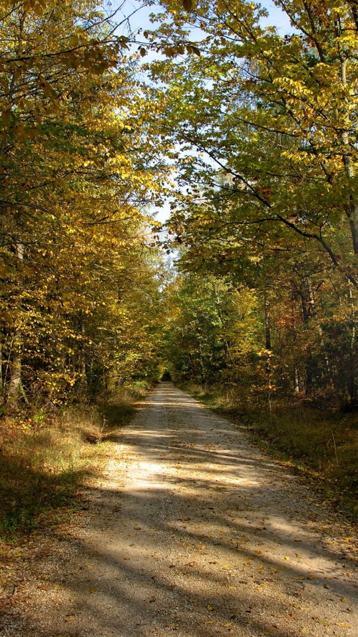 Gray Concrete Road Between Green Trees During Daytime. Wallpaper in 720x1280 Resolution