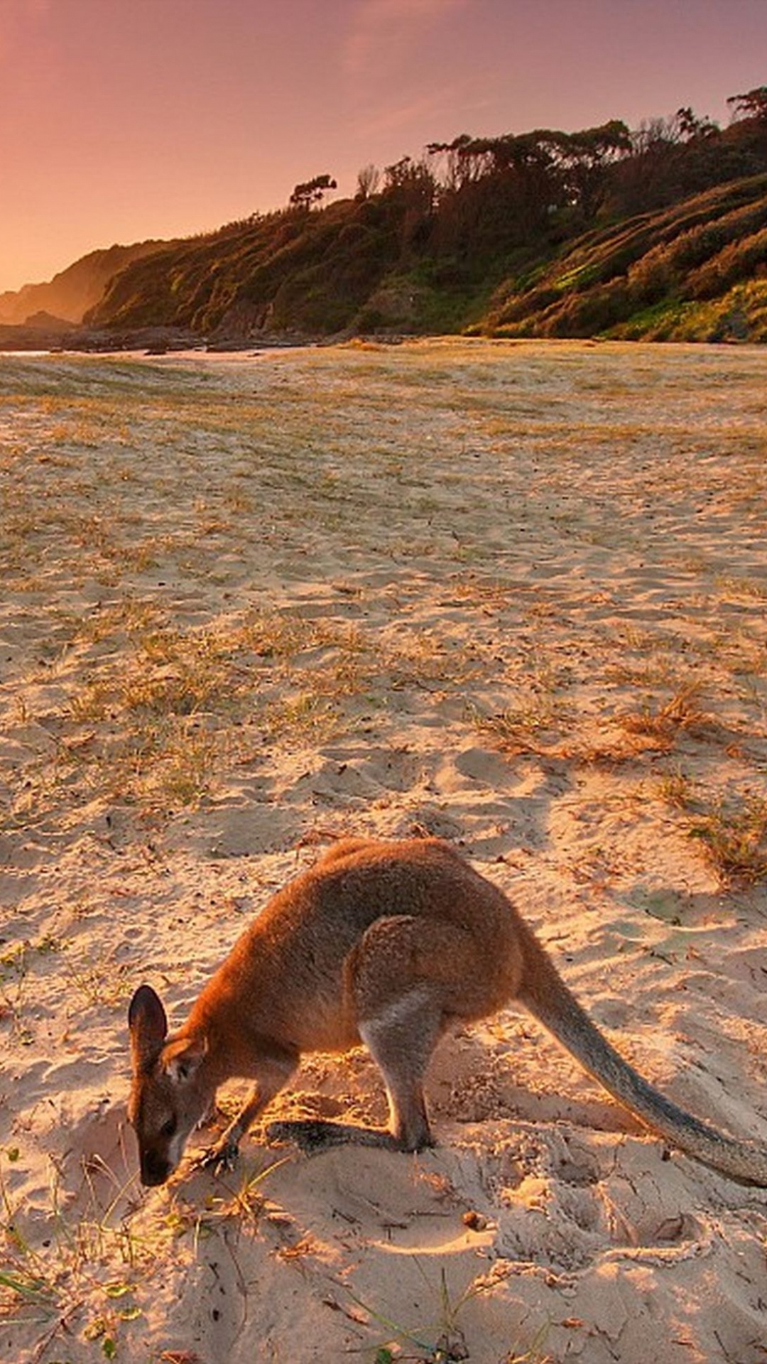 Kangourou Brun et Blanc Sur le Sable Brun Pendant la Journée. Wallpaper in 1080x1920 Resolution