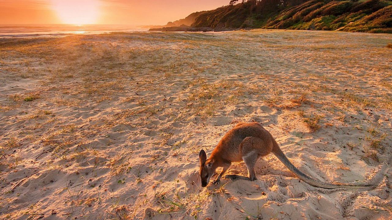 Kangourou Brun et Blanc Sur le Sable Brun Pendant la Journée. Wallpaper in 1280x720 Resolution