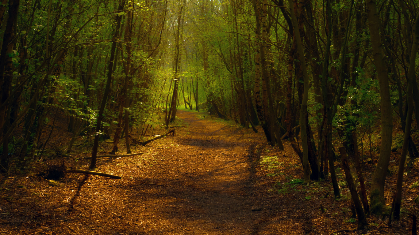 Chemin de Terre Brun au Milieu de la Forêt Pendant la Journée. Wallpaper in 1366x768 Resolution