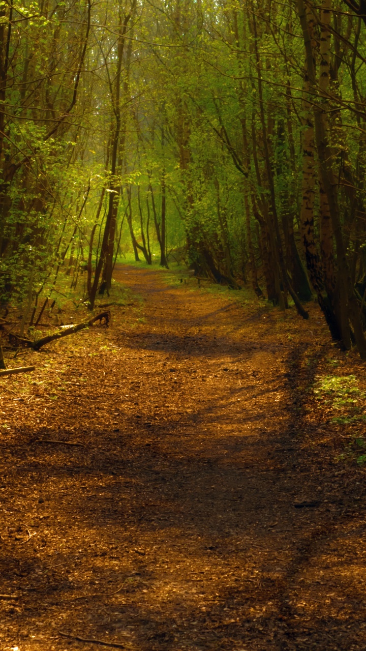 Brown Dirt Road in The Middle of Forest During Daytime. Wallpaper in 720x1280 Resolution
