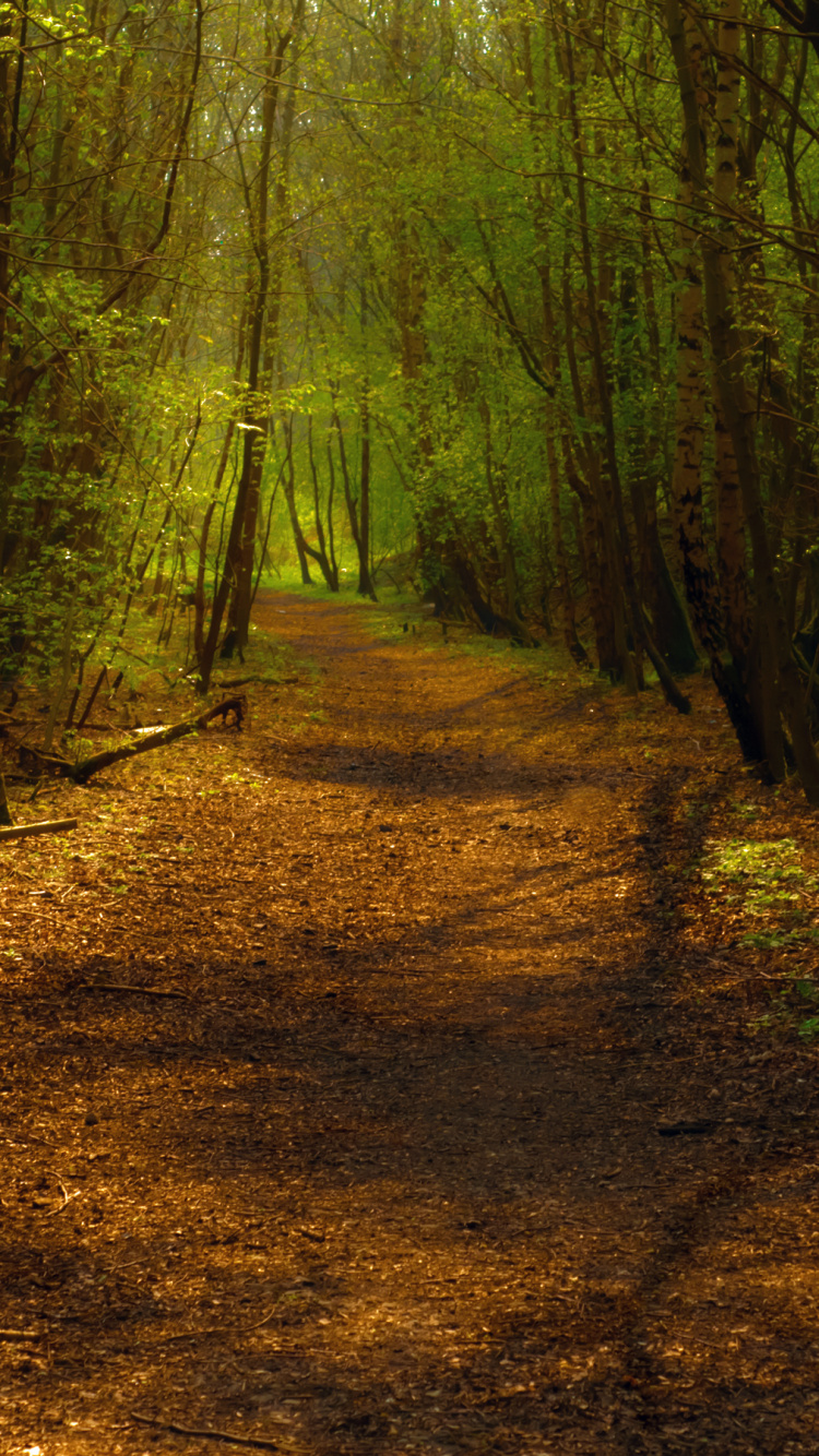Brown Dirt Road in The Middle of Forest During Daytime. Wallpaper in 750x1334 Resolution